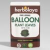 Herbolaya Balloon Plant Leaves